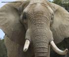 Cabeza de elefante