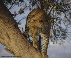 Leopardo sobre la rama de un árbol