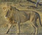 León
