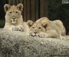 Dos jóvenes leones acostado sobre una gran roca
