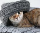 Gato y bufanda