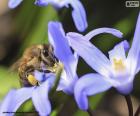 Abeja recolectando polen de una flor