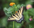 Mariposa alas abiertas
