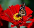 Mariposa sobre una flor