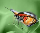 Mariposa