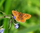 Mariposa volando hacia una flor