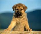 Perrito