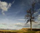 Árbol solitario en un paisaje con poca vegetación
