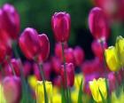 Flores primaverales
