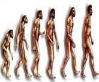 Secuencia de la evolución humana desde el australopithecus Lucy hasta el hombre moderno pasando entre otros por los hombres 