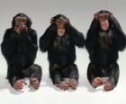 Tres pequeños monos sentados en el suelo