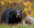 Oso en el paisaje