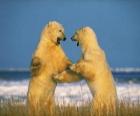 Lucha de dos grandes osos polares