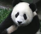 Bello ejemplar de oso panda con su pelaje negro y blanco
