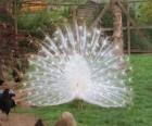 Pavo real mostrando su plumaje