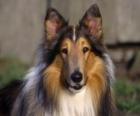 Collie de pelo largo tricolor