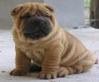 Cachorro Shar-pei