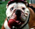 Bulldog - Bulldog inglés