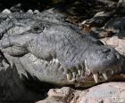 Cabeza de cocodrilo