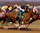 Hípica - Carrera de caballos en el hipódromo