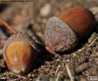 La bellota es un fruto de varias especies de árboles. En otoño caen al suelo y son el alimento de varios animales