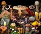 Las setas son un conjunto de hongos, suelen crecer en zonas húmedas. Hay muchas especies de setas comestibles y venenosas o tóxicas