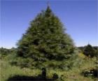 Abeto - Árbol de navidad