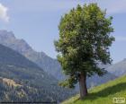 Un árbol es una planta, de tallo leñoso, que se ramifica a cierta altura del suelo