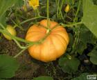 Calabaza
