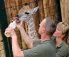 Cuidadores del zoológico o zoo alimentando a una jirafa