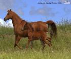 Caballo y potro al trote por la pradera