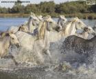 Manada de caballos salvajes pasando por el agua