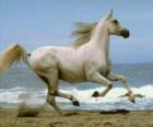 Caballo blanco al galope en la playa