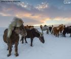 Manada de caballos salvajes en la pradera nevada