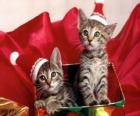 Dos gatitos con gorro de Papá Noel dentro de una caja de regalo