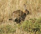 Conejo corriendo