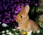 Conejo entre flores