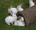 Grupo de conejos blancos
