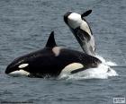 La orca, el animal de mayor tamaño de la familia de los delfines