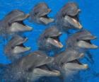 Grupo de delfines