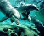 Grupo de delfines nadando en el mar