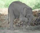 Pequeño elefante