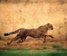 Leopardo corriendo