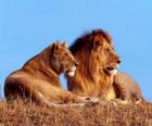 León y leona