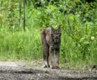 Lince o lynx con fuertes patas, largas orejas, corta cola y pelaje moteado