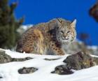 Lince adulto en un paisaje de rocas y vegetación