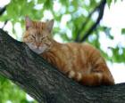 Gato descansando sobre la rama de un árbol