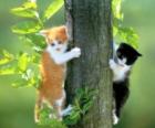 Dos gatos subiendo por un arbol