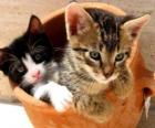 Dos gatos dentro de un jarrón