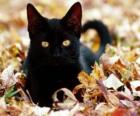 Gato negro